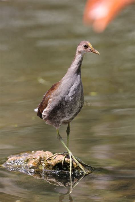 Purple Gallinule juvenile stock image. Image of gallinule - 124384455