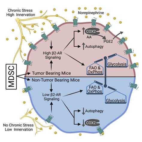 β2 adrenergic receptor signaling regulates metabolic pathways critical