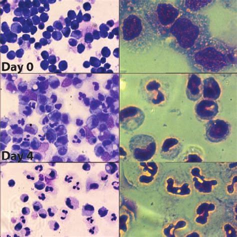 Differentiation of CD34 ϩ hematopoietic stem cells Download