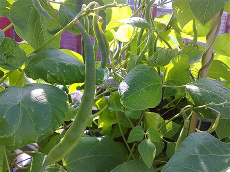 Growing Vegetables In Pots Grow Your Own Runner Beans