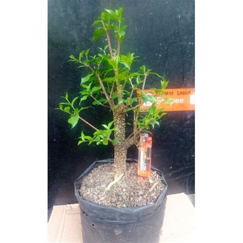 Jual Bahan Bonsai Sakura Micro Japan Shopee Indonesia