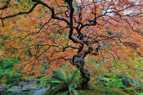 Japanese Garden Lace Leaf Maple Tree In Fall Photograph By David Gn