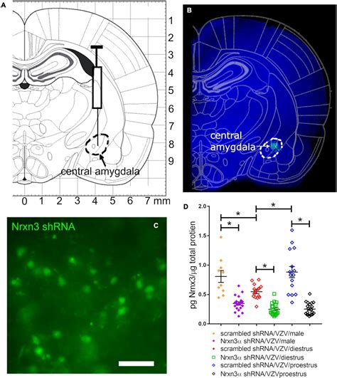 Frontiers Sex Differences in the Role of Neurexin 3α in Zoster