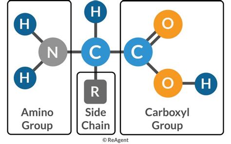 What Are Amino Acids The Science Blog In 2023 Science Blog Amino Acids Teaching Aids