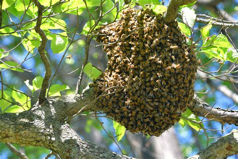 Bee Hives In Trees