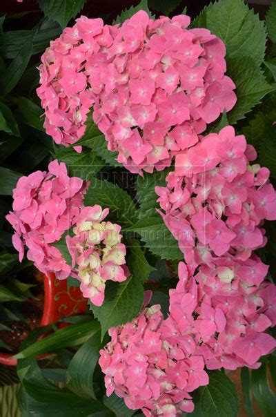 CNY flowers, plants still as popular