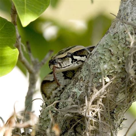 Florida Burmese Python - Facts, Diet, Habitat & Pictures on Animalia.bio