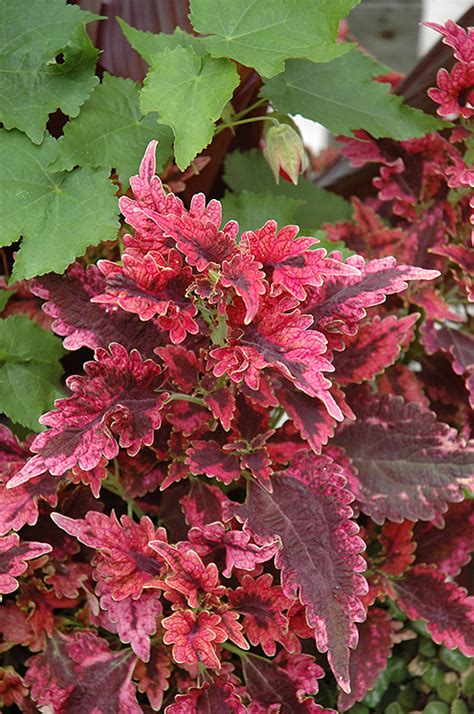 Plum Parfait Coleus Solenostemon Scutellarioides Plum Parfait In