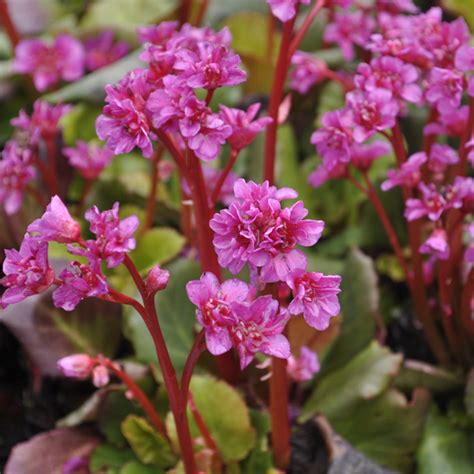 The Comprehensive Guide To Bergenia Elephant S Ears Plants Claire