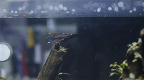 Fin Spreading Two Stripe Lyretail Killifish Aphyosemion Bivittatum