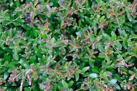 Ilex Vomitoria Bordeaux® Dwarf Yaupon Holly From Flowerwood Nursery Inc