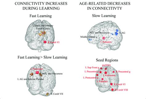 Seed To Voxel Functional Connectivity Analyses P