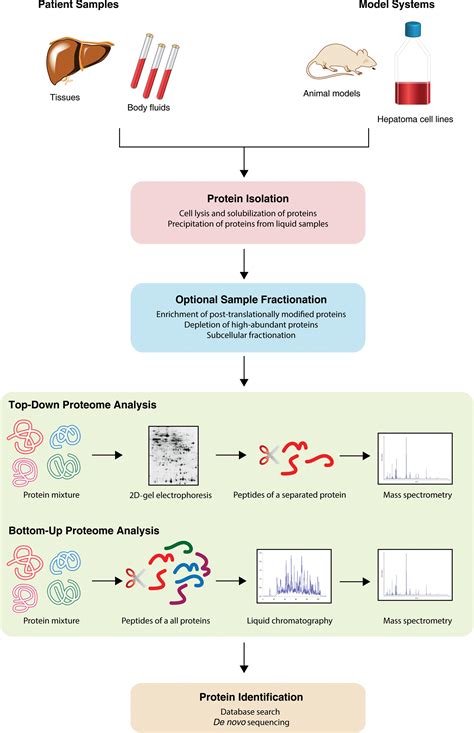 Proteome Analyses Of Hepatocellular Carcinoma