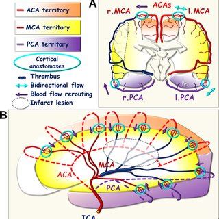 The Circle Of Willis Left Posterolateral View A Anatomical