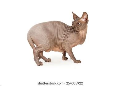 717 Back View Cat Walking Images Stock Photos Vectors Shutterstock