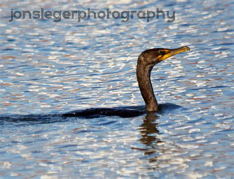 Northern Illinois Birder Neotropic Cormorants Grebes And Other Water