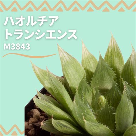 楽天市場多肉植物 ハオルチア キンビフォルミス トランシエンス変種 Haworthia cymbiformis var