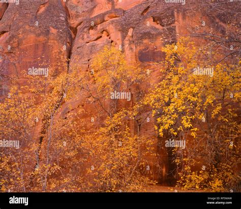 Usa Utah Fall Colored Box Elder And Sandstone Walls In Harris Wash