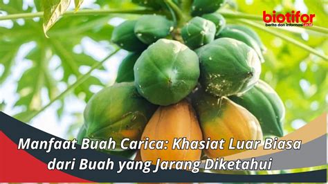 Manfaat Buah Carica Khasiat Luar Biasa Dari Buah Yang Jarang Diketahui