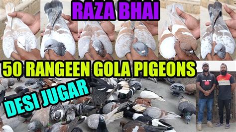 Gola Pigeons Loft Fighter Rangeen Kabooter Raza Bhai Ayesha Optics