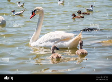 Ein Weiblicher Stummer Schwan Cygnus Olor Der Auf Einem See Mit