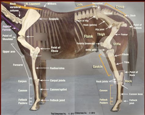 horse leg anatomy Diagram | Quizlet