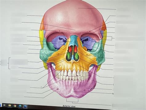 Anterior View Of Skull Diagram Quizlet