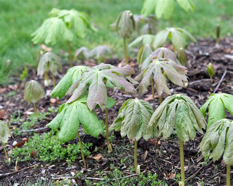 Photo #59462 | Podophyllum peltatum | plant lust