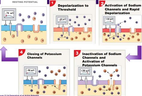 A P Week Nervous System Basics Action Potentials Synapses And