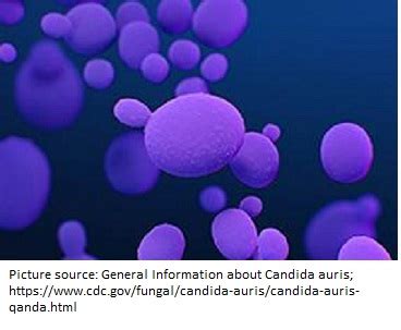 Candida Auris An Emerging Fungal Pathogen By Dr Vibhuti Rana Phd