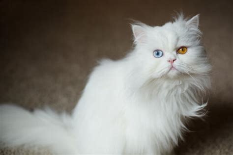 Persian Blue And Odd Eyed Bicolour Cats Cat Breeds