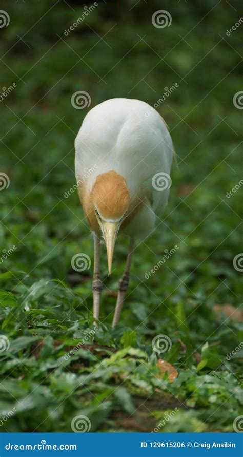 The Cattle Egret is a Cosmopolitan Species of Heron Found in the ...