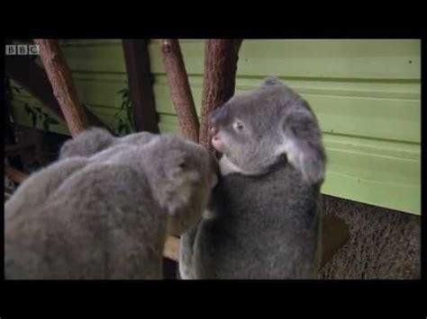 Koala breeding at an Australian Zoo - Making Animal Babies - BBC | Baby animals, Animals, Koala