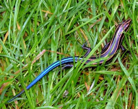 Blue-tailed Skink Facts, Habitat, Diet, Life Cycle, Baby, Pictures