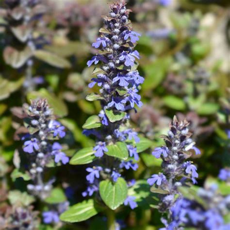 Ajuga Reptans Multicolor Rainbow Bugle Rampante Couvre Sol