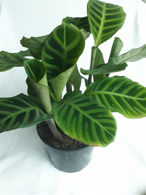 R250 19cm Pot Calathea Zebrina Click Plant Plants Calathea