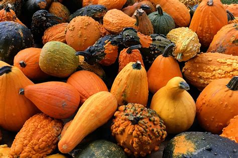 Ready To Harvest A Guide On How To Tell When Your Acorn Squash Is Ripe