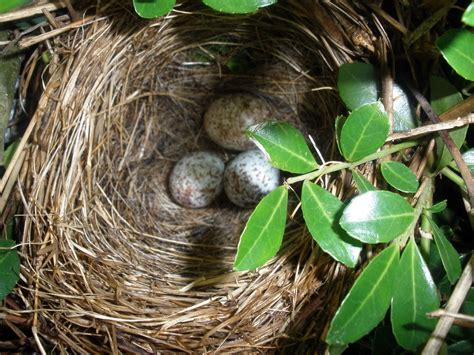 File:Bird Nest (3600492937).jpg