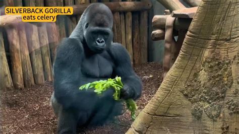 Silverback Gorilla Ngoro Eats Celery Ngoro Gorilla Youtube