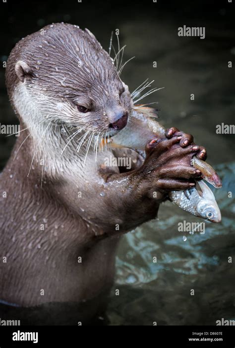 Otter eating fish in zoo Stock Photo - Alamy