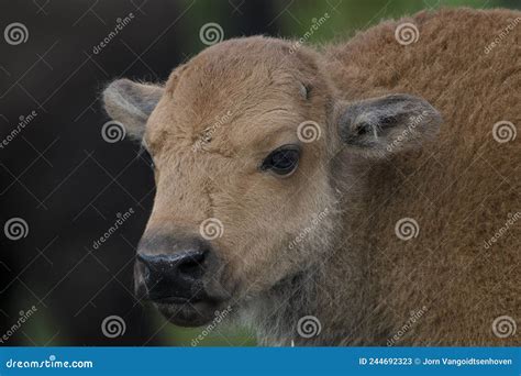 Bison In Yellowstone National Park During The Summer Mating Season Stock Image Image Of Grass