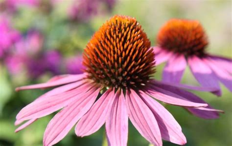 All Echinacea Images ShunCy Love The Green