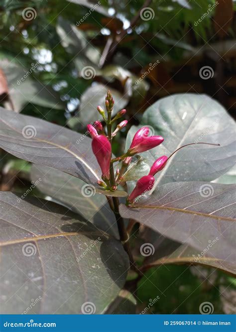 Pseuderanthemum Is A Genus Of Flowering Ornamental Plants Stock Photo