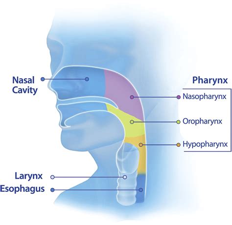 Larynx Pharynx Diagram