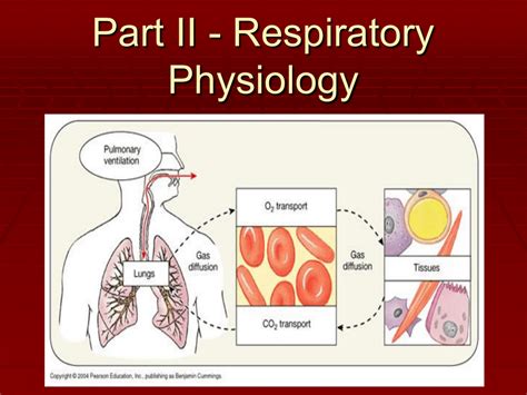 Pulmonary Ventilation