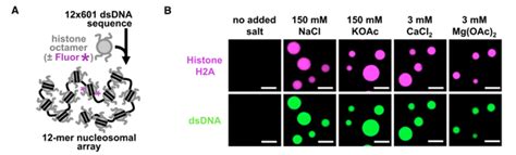 Cell 相分离调控染色质结构 知乎