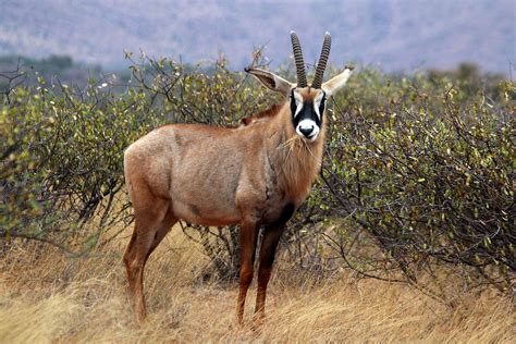 Roan antelope - Wikipedia