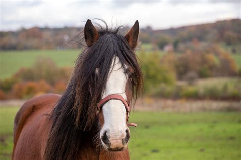 15 Popular Draft Horse Breeds