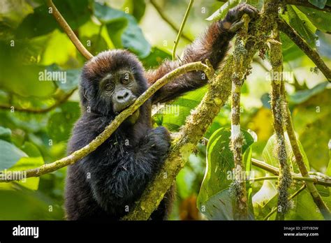 Portrait Of A Baby Mountain Gorilla Gorilla Beringei Beringei Bwindi