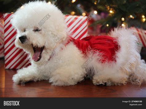 Christmas Dog. Small Image & Photo (Free Trial) | Bigstock